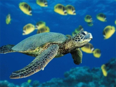 Apertura straordinaria acquario